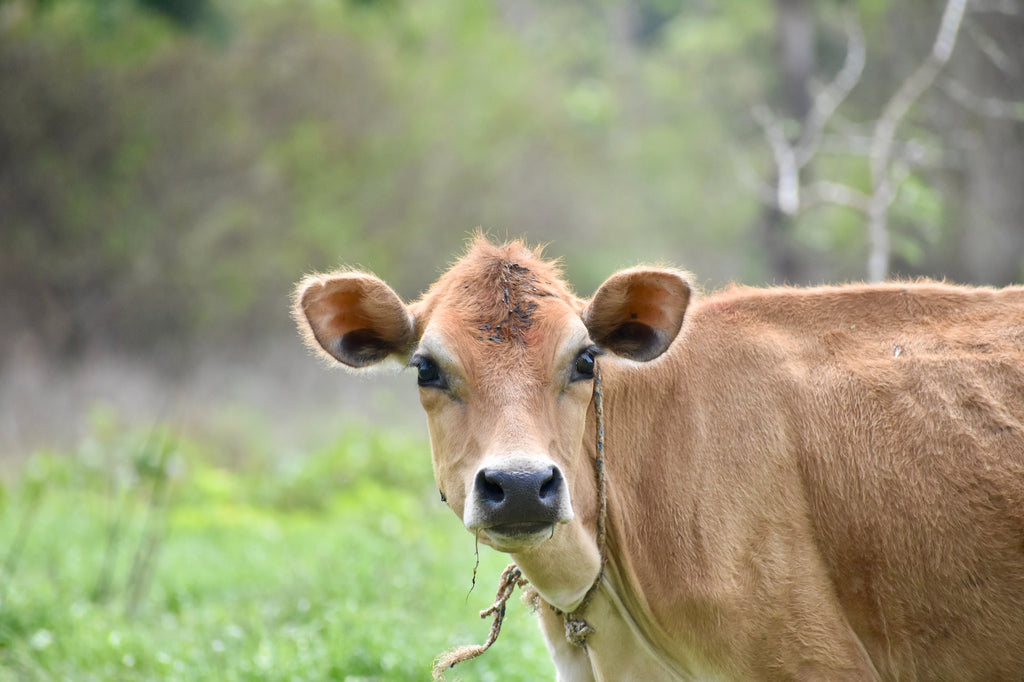At Bears Ice Cream we only milk from Jersey cows